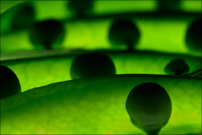 Fields Of Peas.