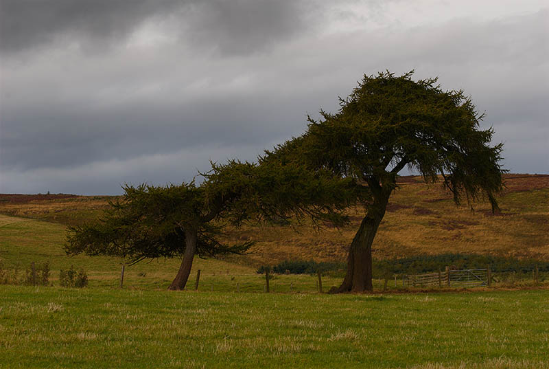 Shaped By the Wind.