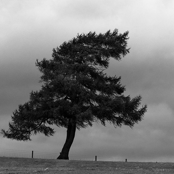 The Britannic Tree.