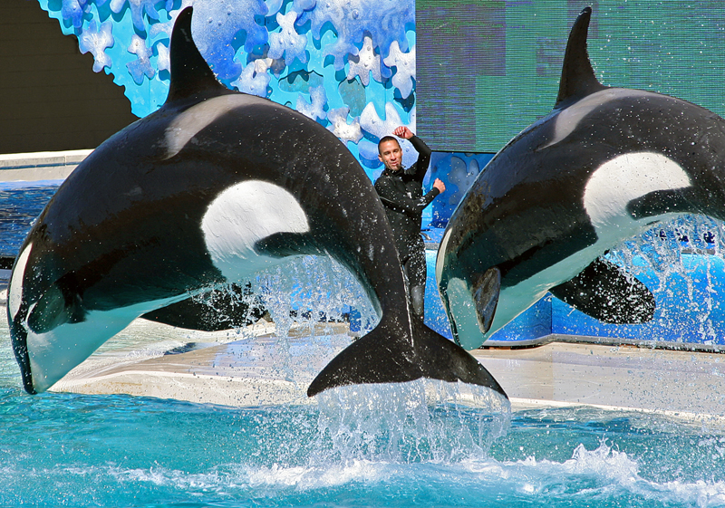 Shamu, Sea World