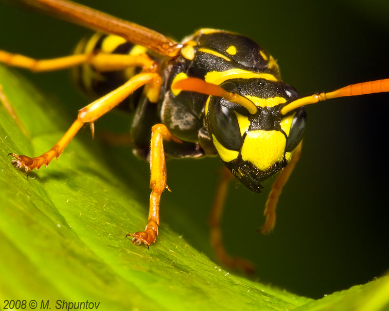 Bald Faced Hornet