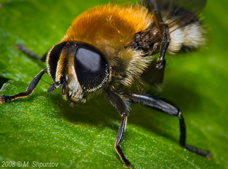 Worker Honey Bee - Apis mellifera
