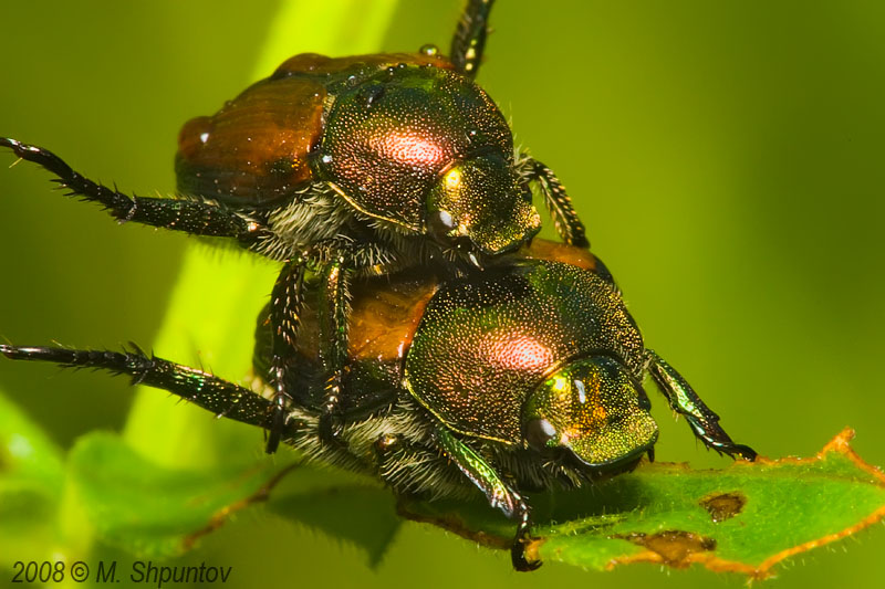 Bugs Ballet - Japanese Beetle - Popillia japonica