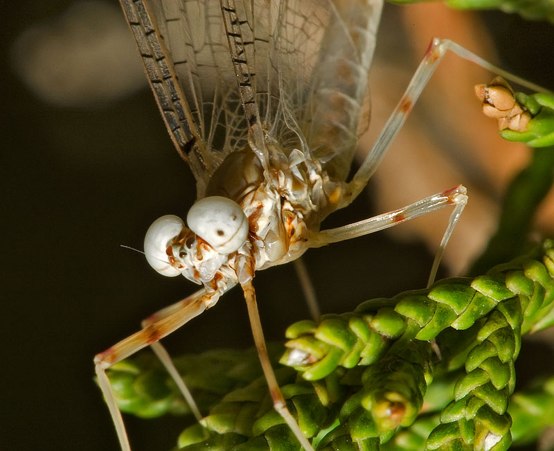 Mayfly - What a Big Eyes You Have