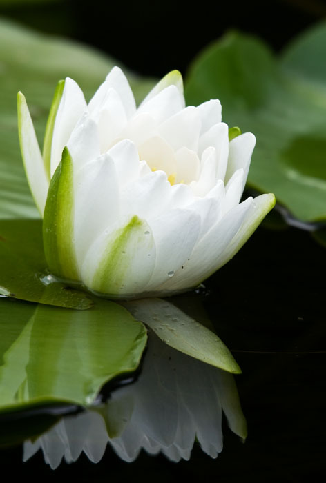 Water Lily - Pinery Provincial Park