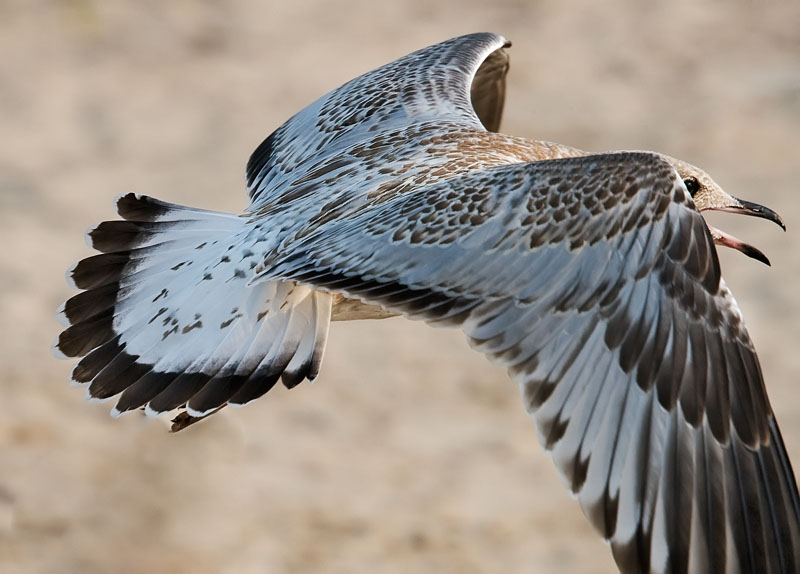 Gulls Attack #