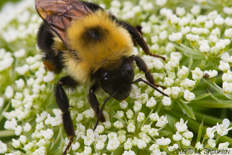 Bumblebee Feast