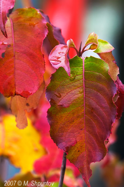 Autumn Leaves Fallen Leafs