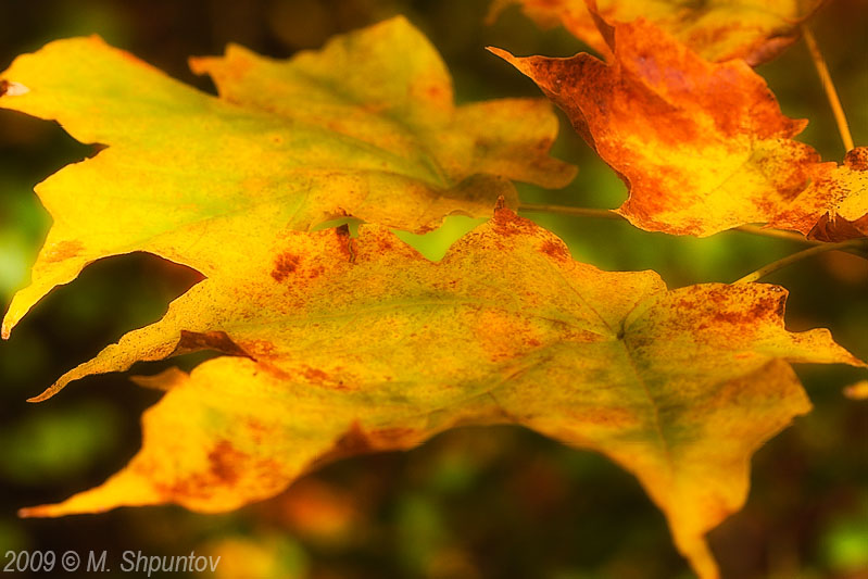 Autumn Leaves Fallen Leafs