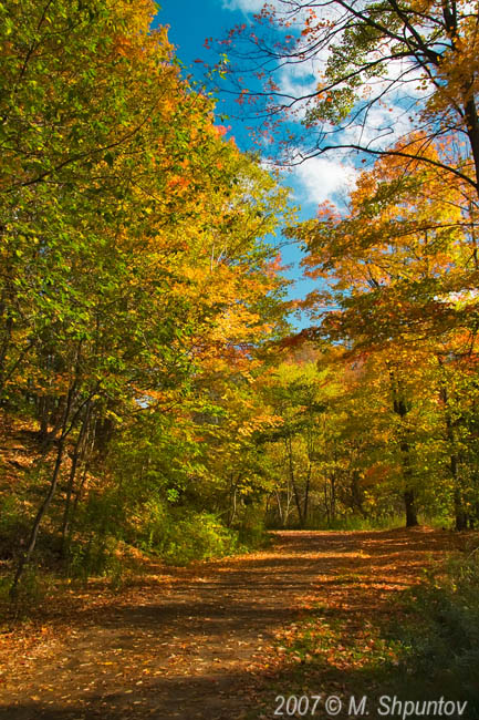 Golden Leaves All Around - Sunnybrook Park