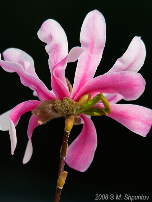 Spring Blossom