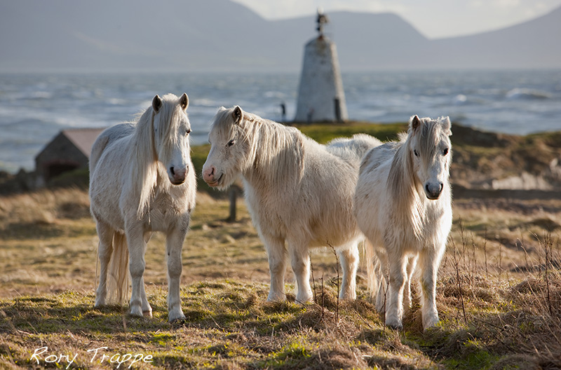 Three ponies