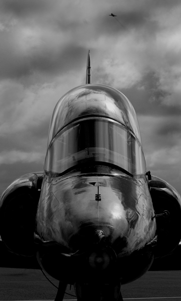bw hawk.jpg