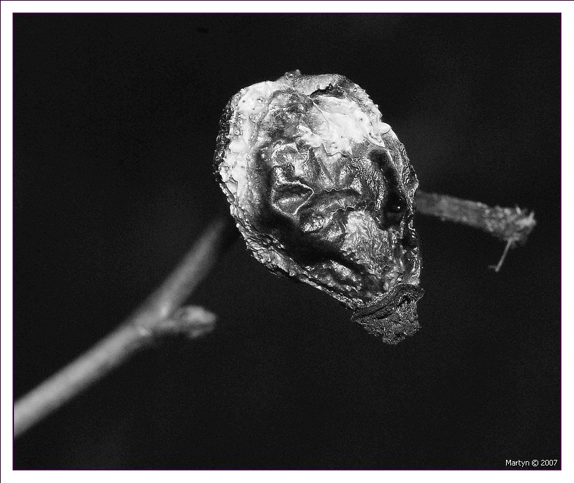 Alien seed pod