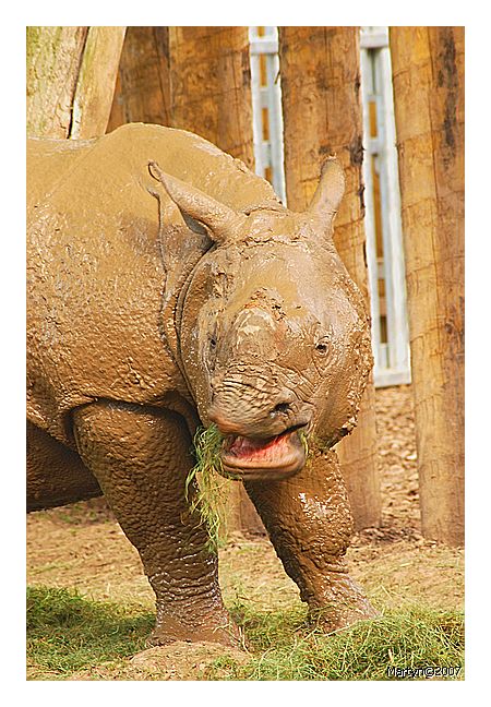 DSC_5620.jpg C zoo 13.jpg