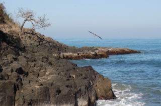 Rocks, surf and Pelican