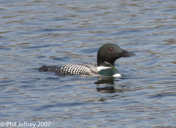 Common Loon, breeding plumage