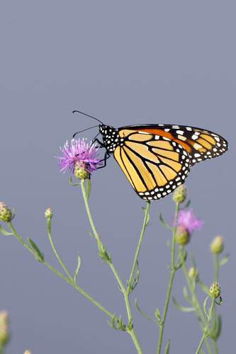 Monarch Butterfly