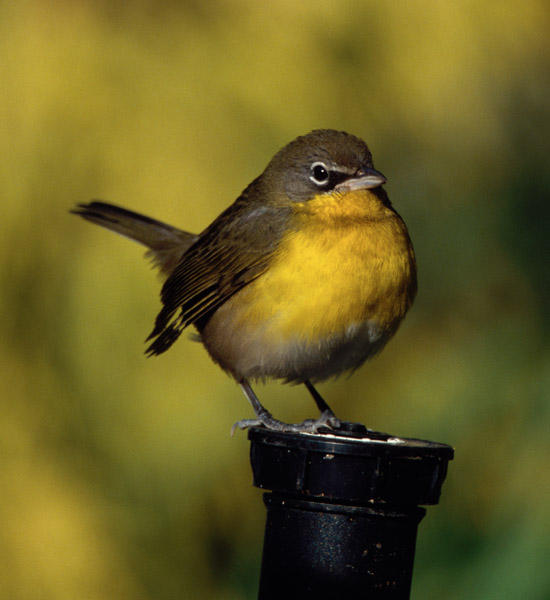 Yellow-breasted Chat