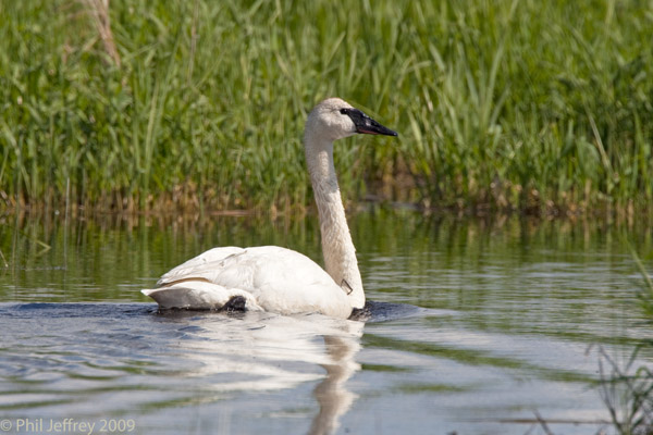 Trumpeter Swan