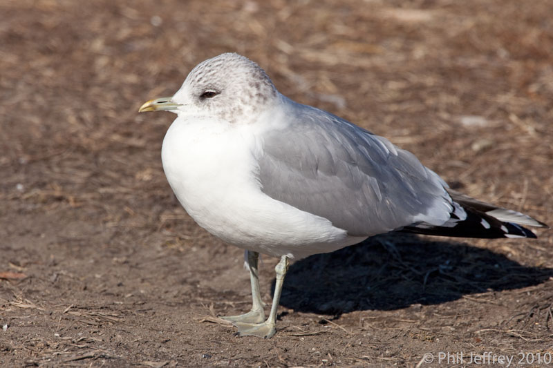 Mew Gull