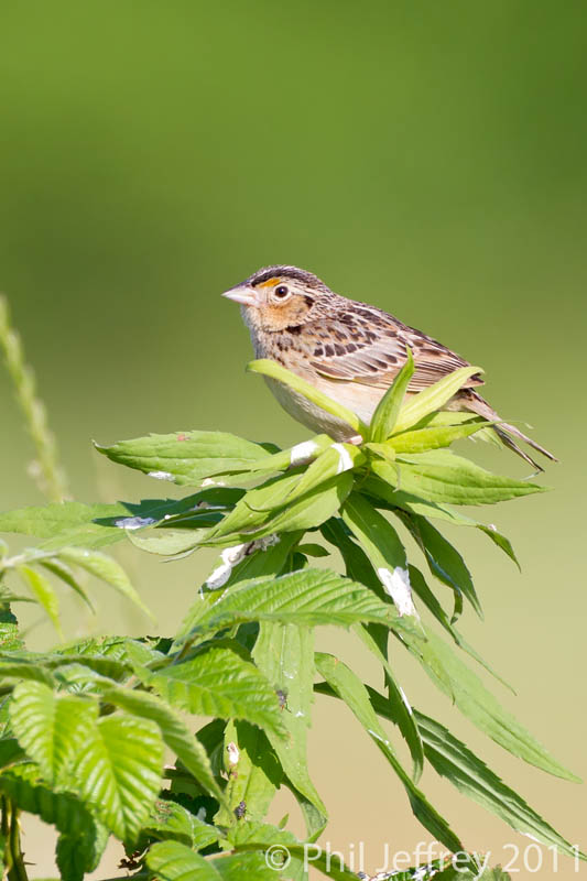 Grasshopper Sparrow