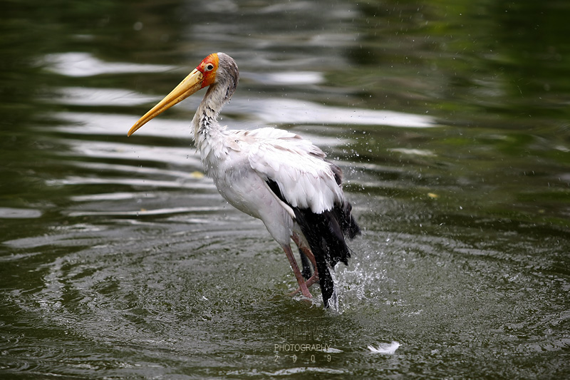 Stork