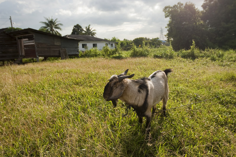 Goat in the fields (8129)