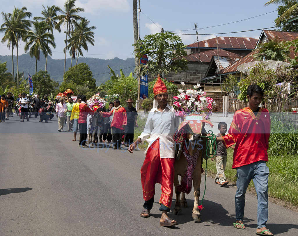 Village procession with the bulls to the racing field