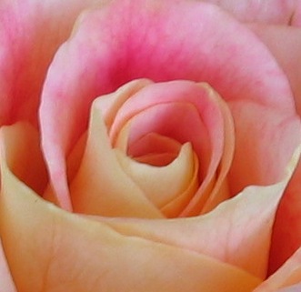 o6/04/616504/1/81435634.u5WuX8EP.IMG_0661_rose_2.JPG