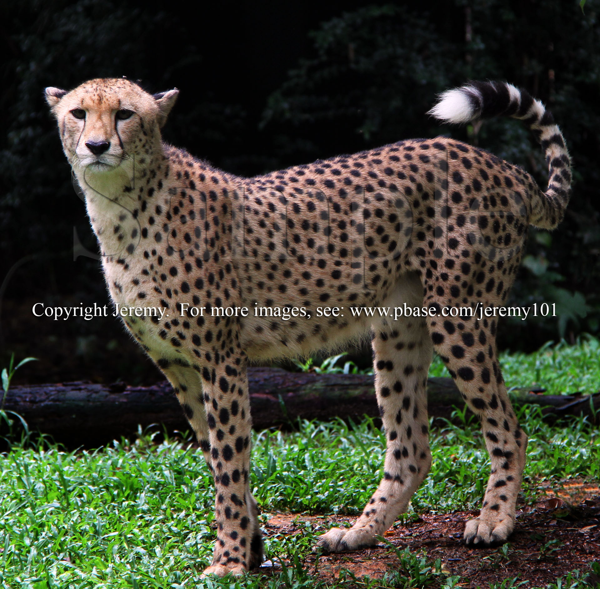 Cheetah (Jul 10)