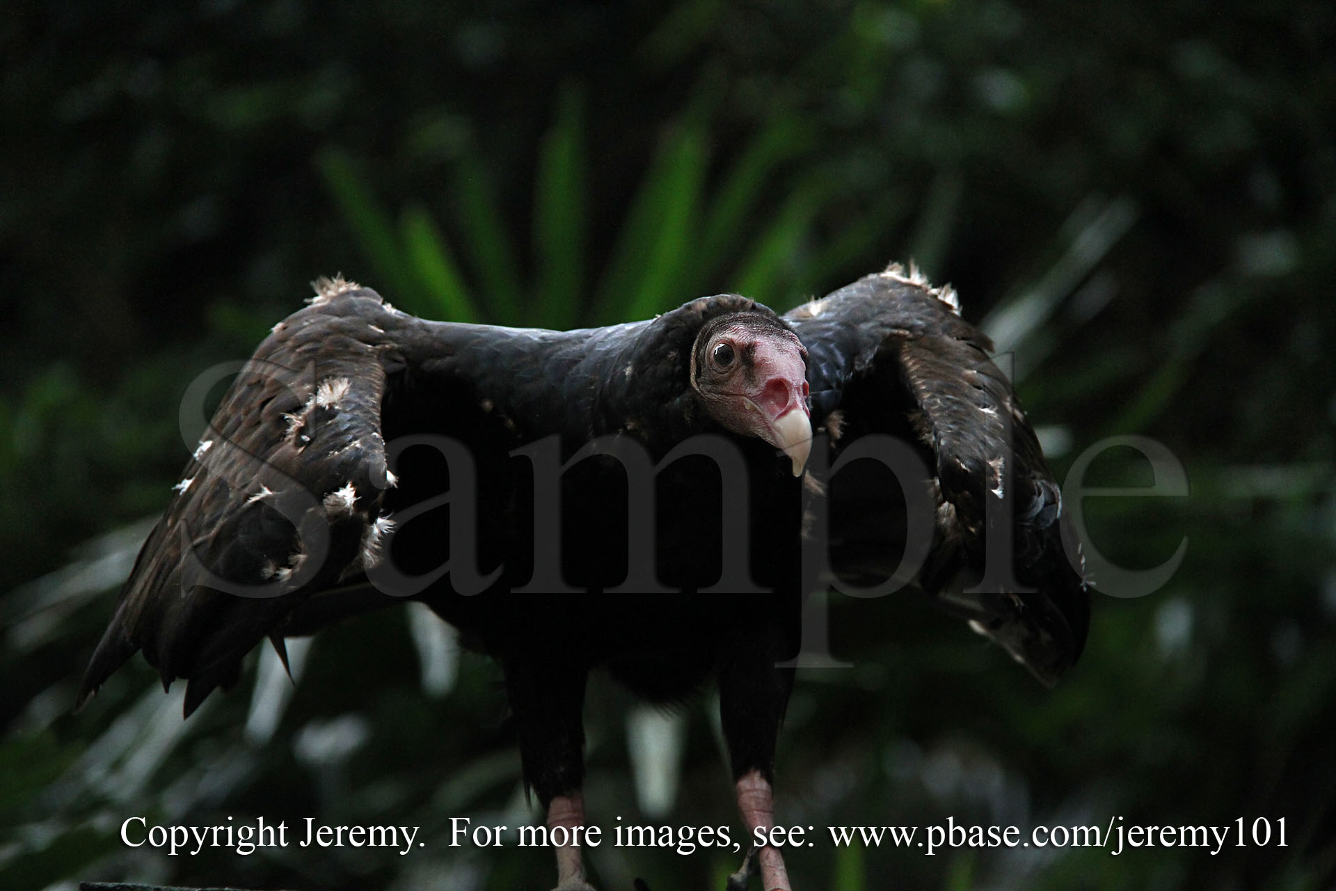 Turkey Vulture (Jul 10)