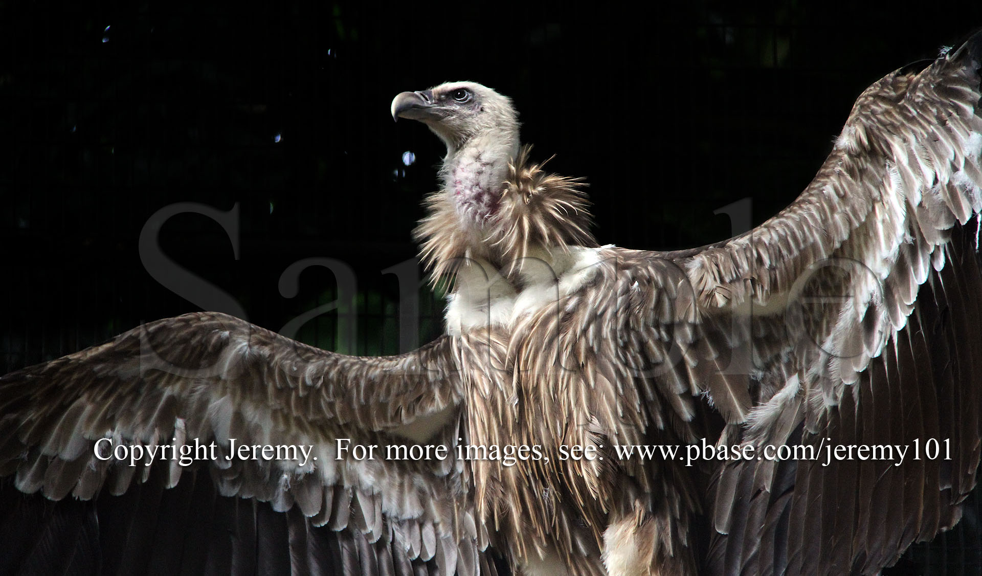 Lost & Found In Singapore..., Himalayan Griffon Vulture (Jul 10)