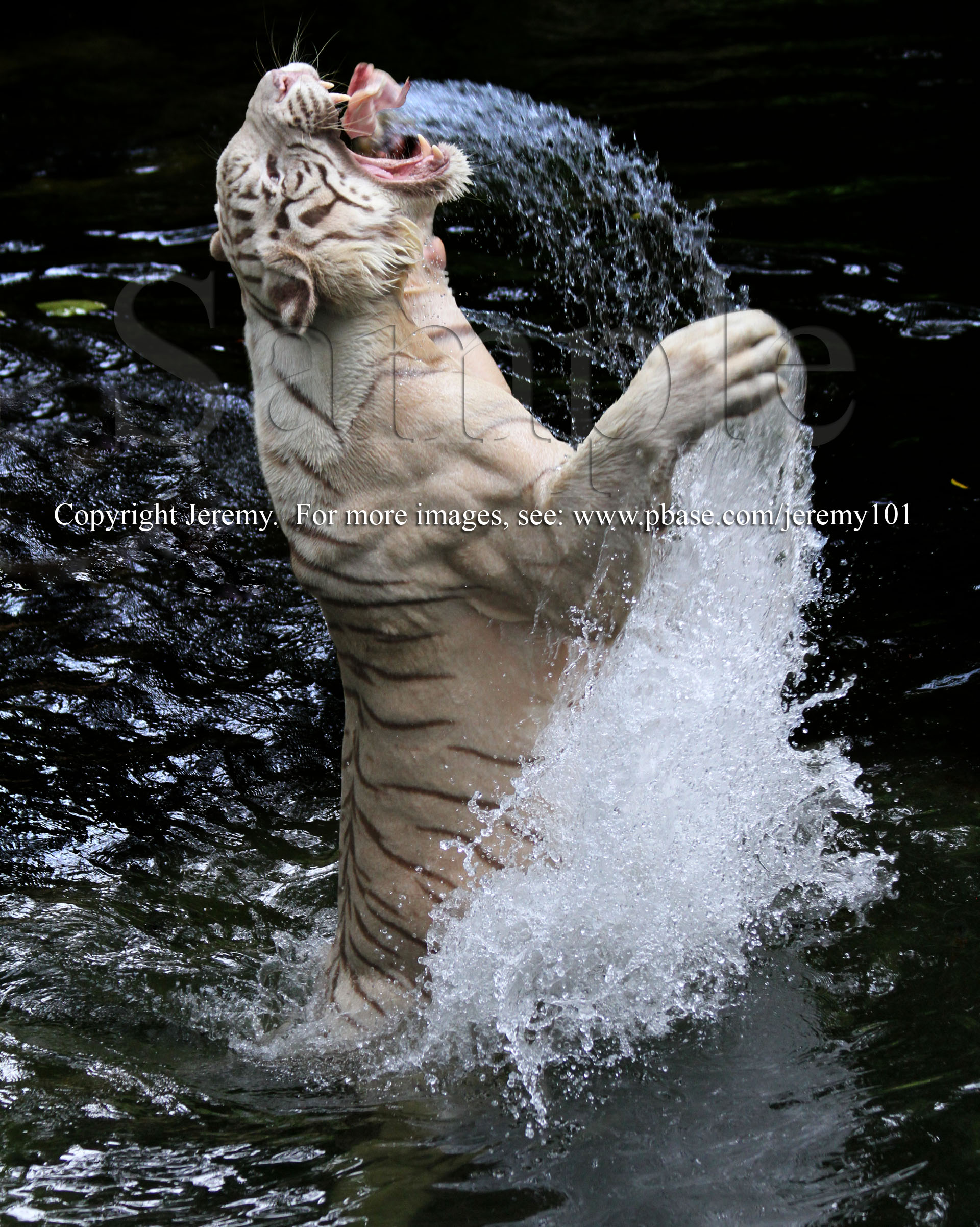 Into The Tigers Mouth...! White Tiger (Jul 10)