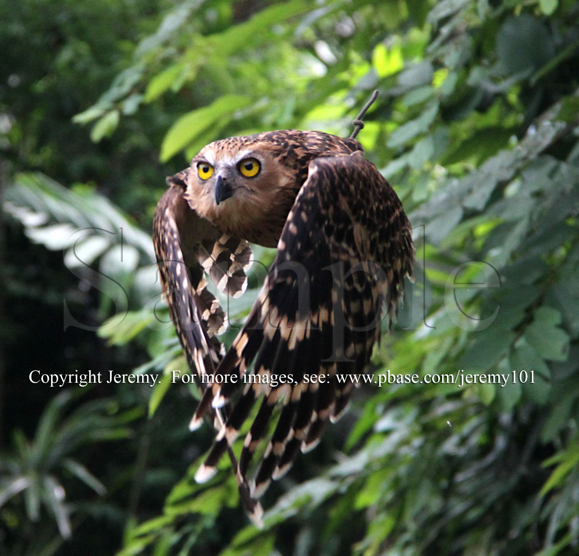 Malay Fish Owl In Flight-3  (Jul 10)