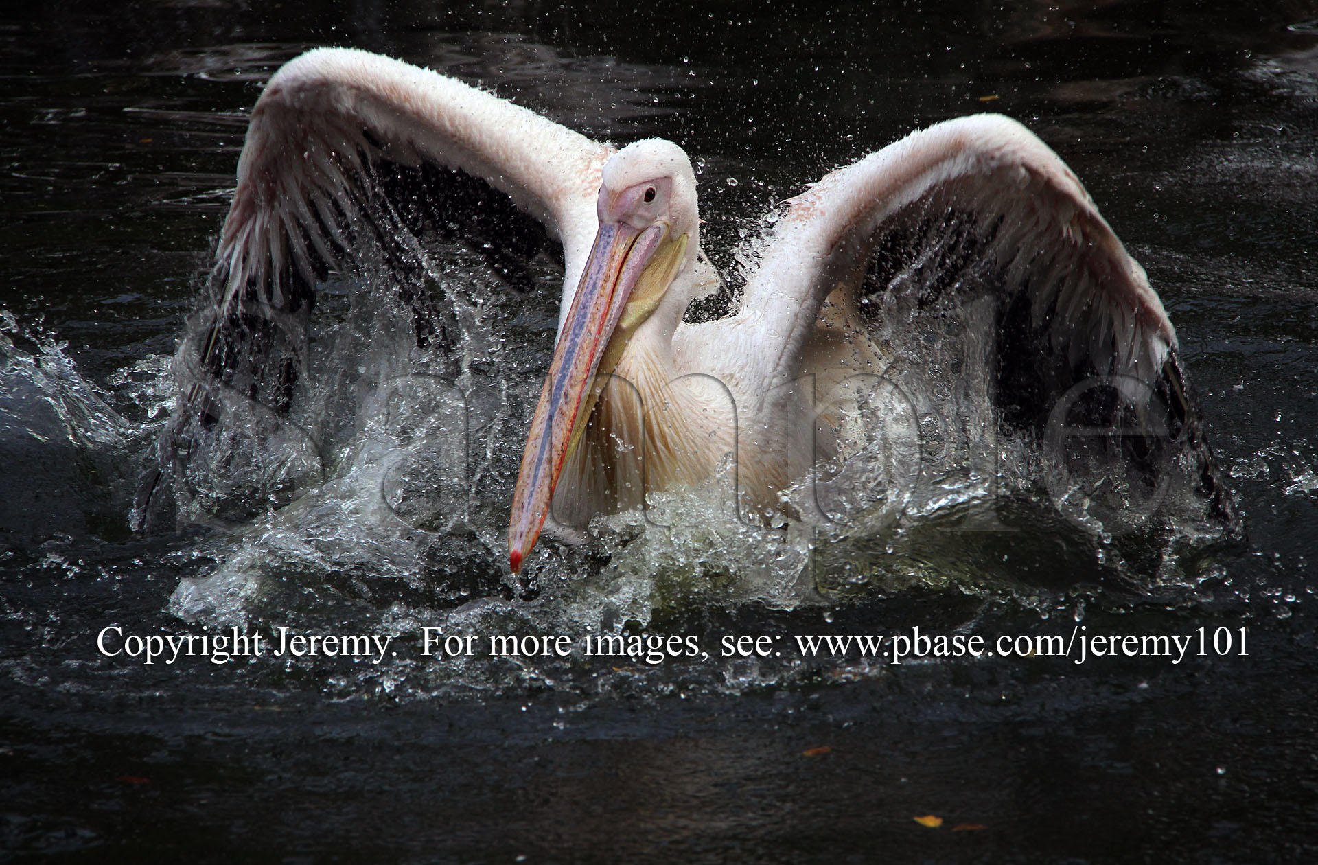 A Solo Water Ballet...-1 (Jul 10)