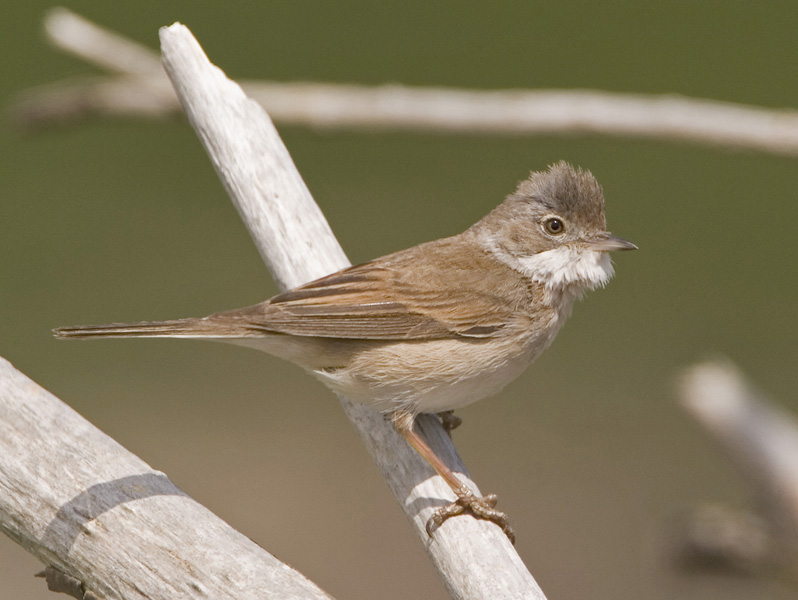 Whitethroat - Grasmus