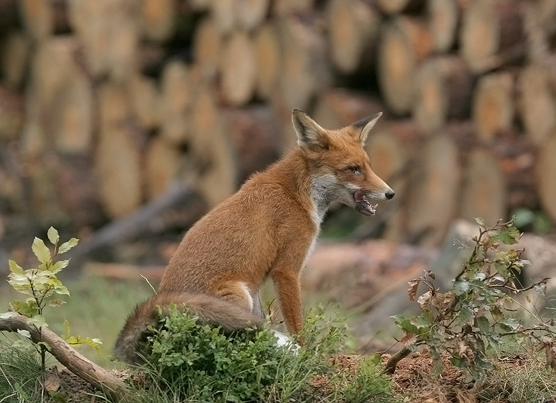 Red Fox - Vos