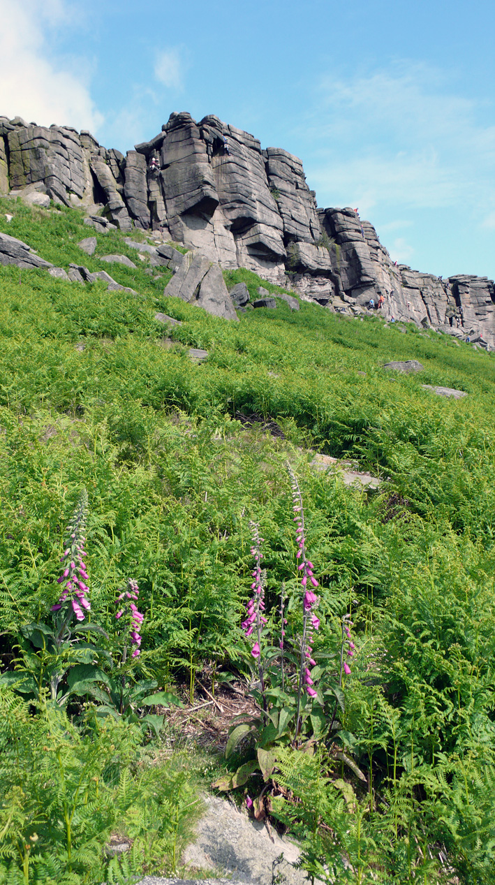 Stanage in June and foxgloves