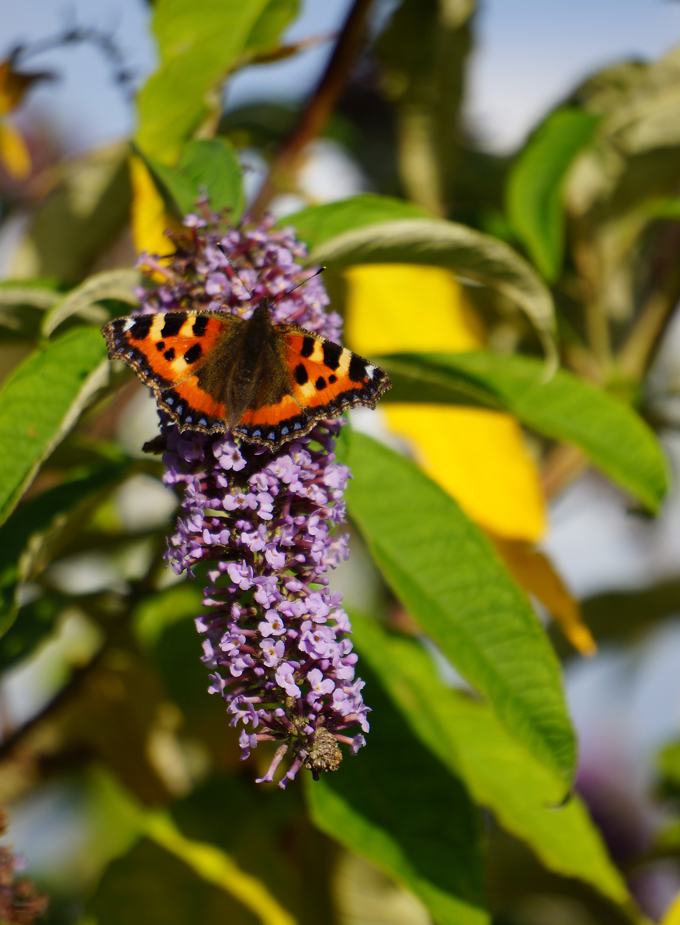 Tortoiseshell Butterfly