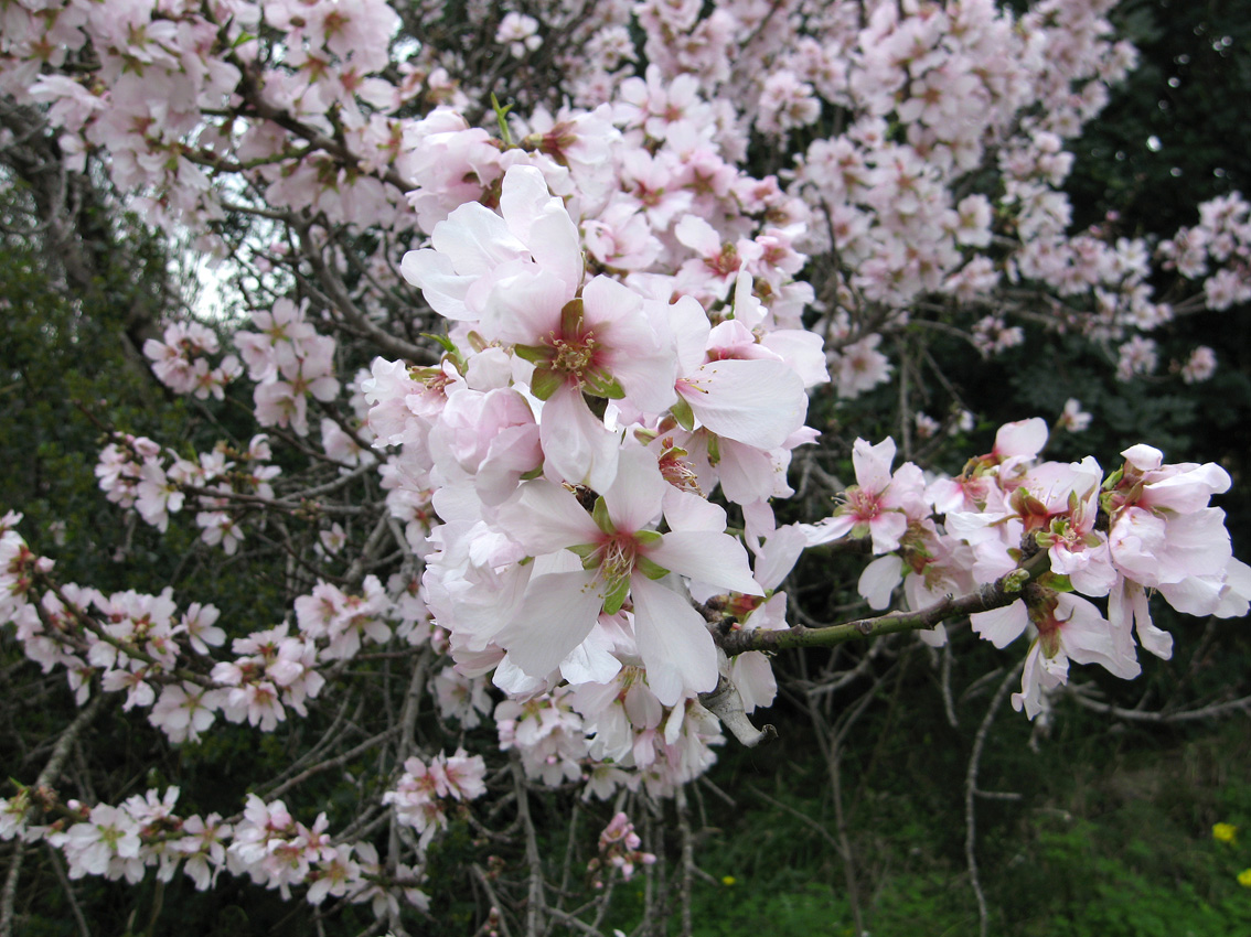Almond blossom