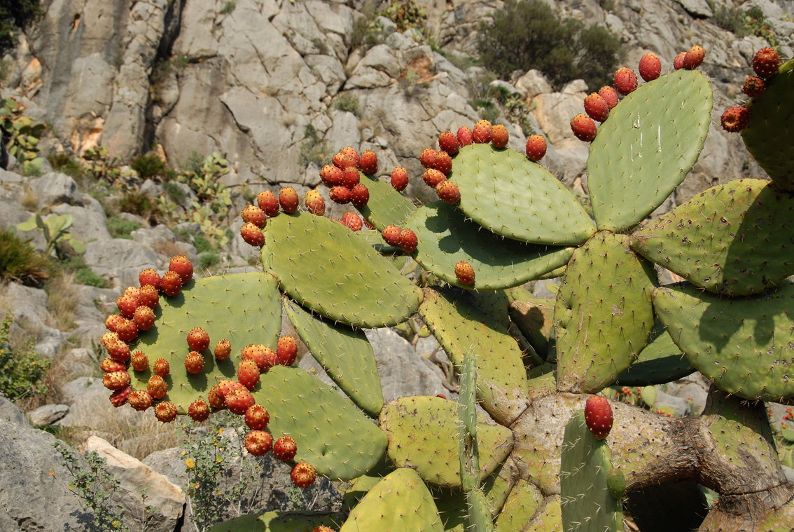 Segria Prickly Pear