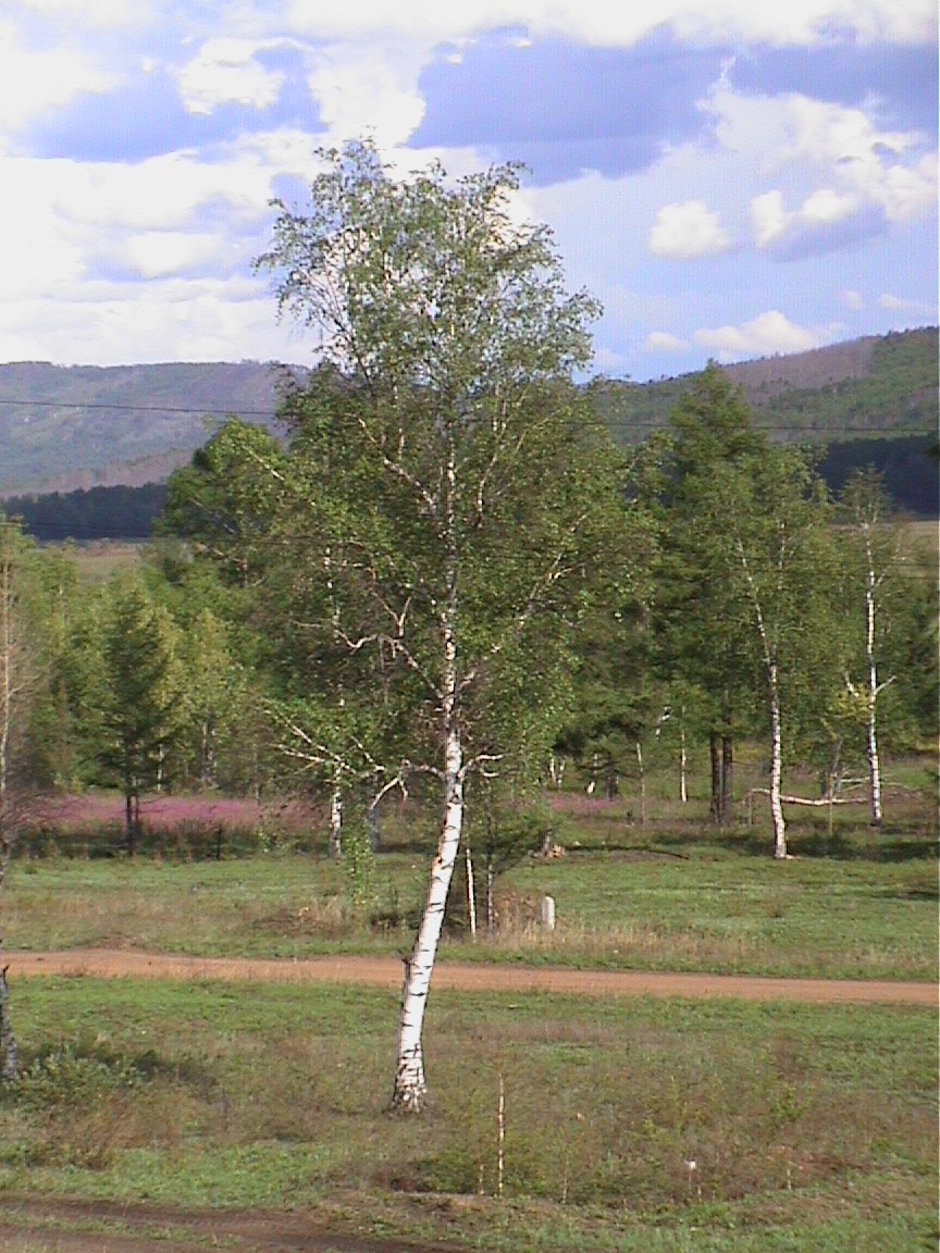 The birch tree