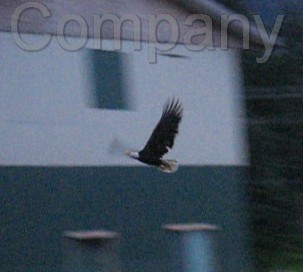 IMG_3247_2.jpg