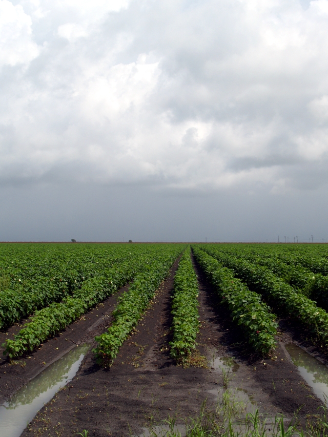 Cotton Fields