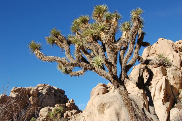 A Joshua Tree in all directions......