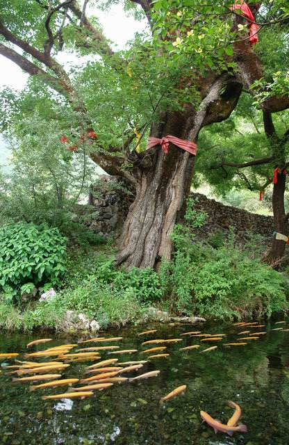 Holy tree, guardian of the river source