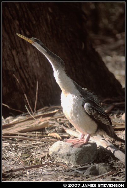 anml045.jpg