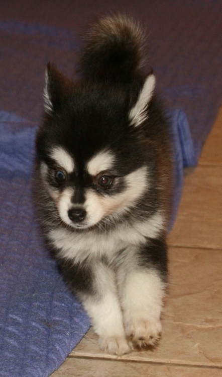 Dixie Naitok Puppies 7-12-08 047.JPG