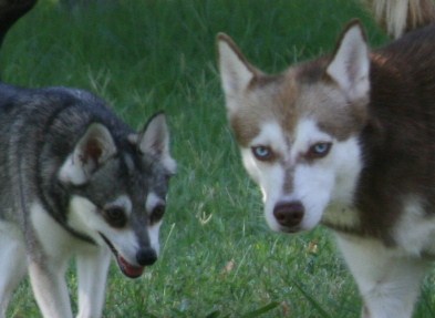 Foxxy & Hondo Lovebirds July 2008